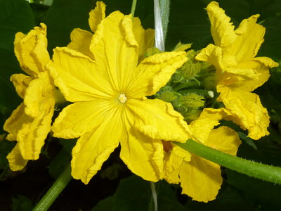 мужские цветки